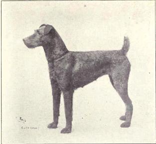Irish Terrier from 1915